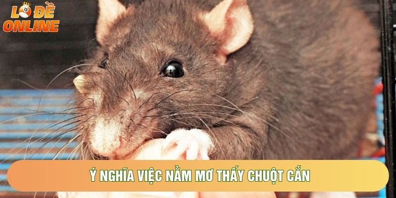 Ý nghĩa việc nằm mơ thấy chuột cắn